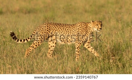 A female cheetah ( Acinonyx Jubatus) wondering around, Olare Motorogi Conservancy, Kenya.