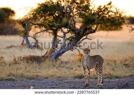 Female cheetah in central Kalahari during sunset