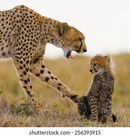 8,871 Cheetah cubs Images, Stock Photos & Vectors | Shutterstock