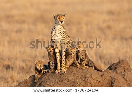 Female cheetah and her four tiny cubs sitting on a large termite mound with a smooth background with copy space in Serengeti Tanzania