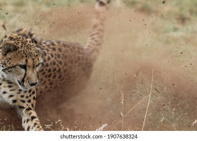 Female Cheetah Hyper Focused On Prey After Chasing It Down
