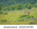 Female cheetah stands on grassy termite mound