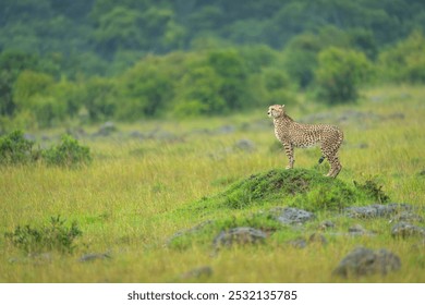 Female cheetah stands on grassy termite mound - Powered by Shutterstock