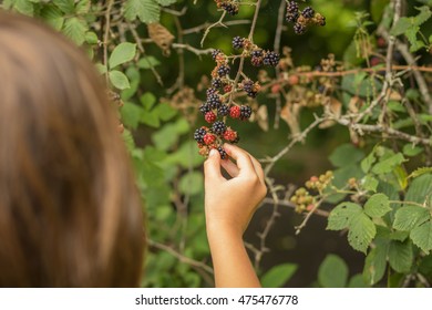 Female Child Wild Blackberry Foraging