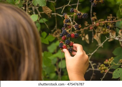 Female Child Wild Blackberry Foraging