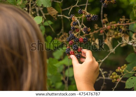 female child wild Blackberry foraging