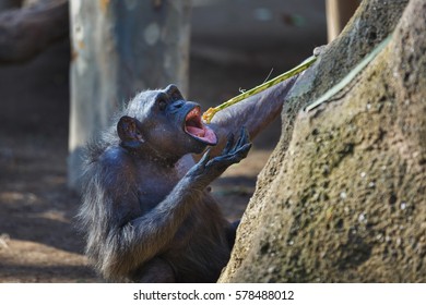 Female Chimpanzee Eats The Fruit On The Stick