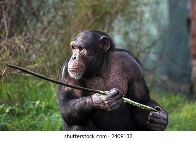 A Female Chimpanzee Holding A Stick