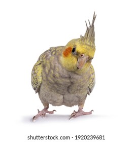 Female Cockatiel Bird Aka Nymphicus Hollandicus, Standing Facing Front On Edge. Looking Curious To Camera With Head Tilt. Isolated On White Background.