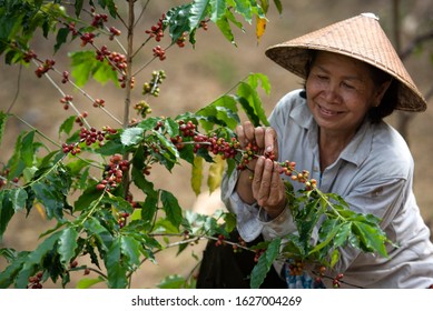 Female Coffee Farmers Harvesting Coffee Berries By Hand On A Coffee Farm In Vietnam, Asia