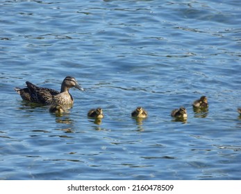 female collared duck in llanquihue lake, spring season, southern chile - Shutterstock ID 2160478509