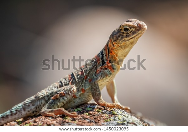 A female Collared Lizard (Crotaphytus\
collaris) or Mountain Boomer resting on a rock in the Wichita\
Mountains National Wildlife Refuge in Cache, OK, USA.\
