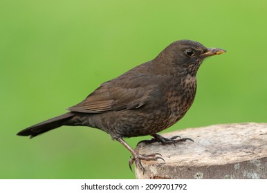 Female common blackbird (Turdus merula) perched on a tree stump, isolated against a green background