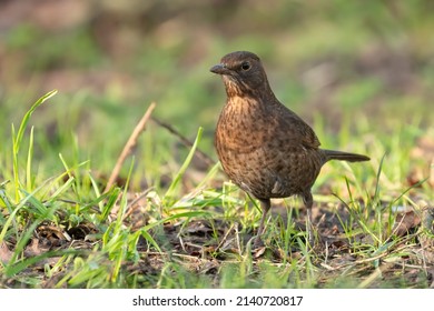 Female Common Blackbird (Turdus Merula) Foraging On The Ground, Norfolk, UK.