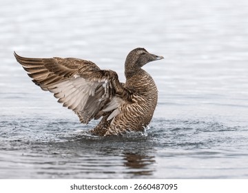 Female Common Eider Flapping Wings in Icy Water