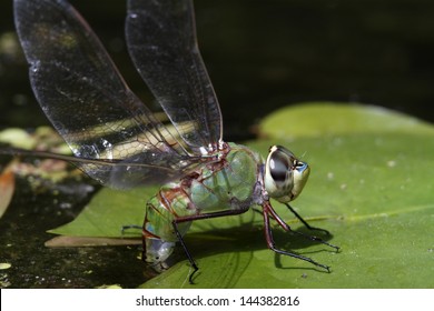 Female Common Green Darner Dragonfly Depositing Eggs in a Pond - Ontario, Canada