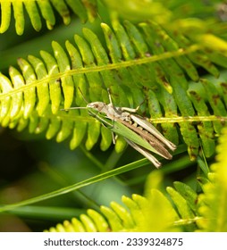 The female Common Green Grasshopper always has a green top view and a short keel on the forehead. The song is a hissing sound about twenty seconds in duration.
