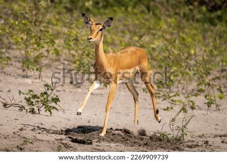 Female common impala races across sunny riverbank
