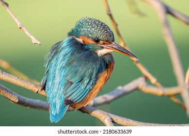 A Female Common Kingfisher (Alcedo Atthis) Hunting In Beddington Park, Sutton, London.