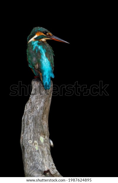 Female common Kingfisher perching on a tree\
branch with black\
background