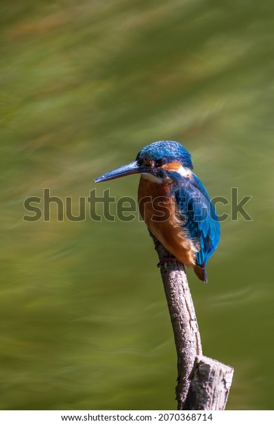 Female common Kingfisher perching on a tree\
branch with green\
background.