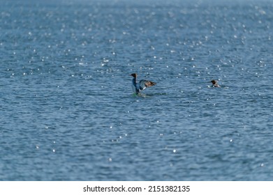 A female common merganser flaps her wings on a lake on Harsen's Island, Clay Township, Michigan.