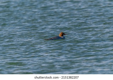 A female common merganser swims on a lake on Harsen's Island, Clay Township, Michigan.