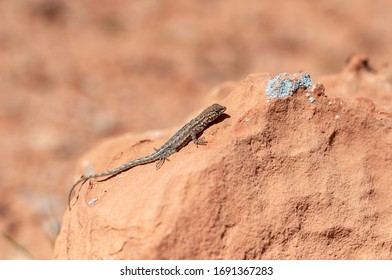 Female Common Side Blotched Lizard (Uta Stansburiana) Sitting On A Lichen-covered Sandstone Rock.