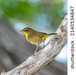 A female common yellowthroat warbler on a dead tree branch during spring migration. 
