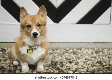 Dog Name Images Stock Photos Vectors Shutterstock