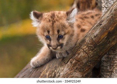 Baby Puma Images, Stock Photos 