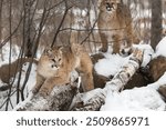 Female Cougar (Puma concolor) Lays on Birch Log with Sibling in Background Winter - captive animals