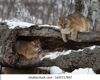 Female Cougars (Puma concolor) Hang Out In and On Log Winter - captive animals