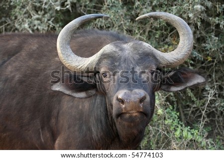 Female or cow African buffalo with annoyed stare
