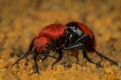 Female Cow-killer Velvet "ant" (Dasymutilla Occidentalis) On The Prowl For A Bumble Bee Nest. Large (2.5 Cm) Wasp Lays Eggs In Nest Of Bees; Larvae Hatch And Feed On Larval Bees. 