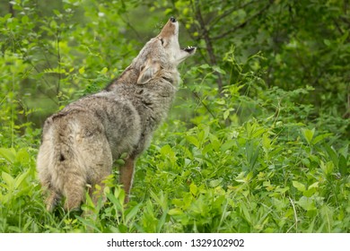 female coyote, Canis latrans, howling in a forest. green vegetation in the forground, great light.