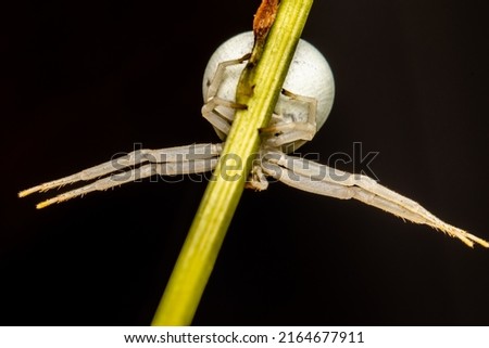 Female Crab spider (Misumena vatia)