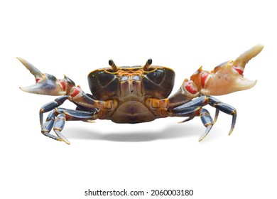 A female crab stands with two claws Golden Silk Crab isolated on white background. This has clipping path.