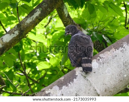 Female Crested Eagle  on the tree branch