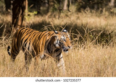 A Female Cub From Bandhavgarh National Park