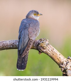 Female Cuckoo In The UK