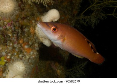 Female Cuckoo Wrasse