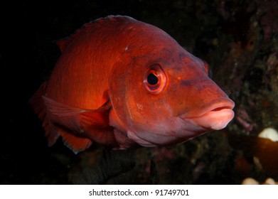 Female Cuckoo Wrasse