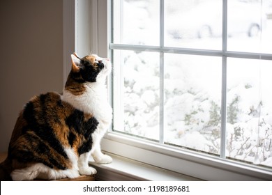 Female, cute calico cat on windowsill window sill looking up at birds staring through glass outside with winter snow