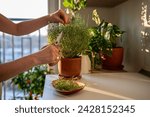 Female cutting fresh sprig of home grown thyme for tea herbal with scissors closeup. Harvest of aromatic herbs in terracotta pot in kitchen. Indoor gardening, healthy greenery, organic food concept.