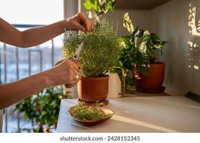 Female cutting fresh sprig of home grown thyme for tea herbal with scissors closeup. Harvest of aromatic herbs in terracotta pot in kitchen. Indoor gardening, healthy greenery, organic food concept. - Powered by Shutterstock