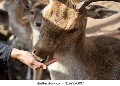 A female deer eating corn out of hand. Beautiful domestic doe eating food. Livestock and farm animals in the countryside. Herbivore cute mammal with brown fur and little horns. Farming and agriculture