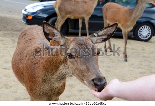 Female deer eating from the hand of a car owner at\
Longleaf Safari Park