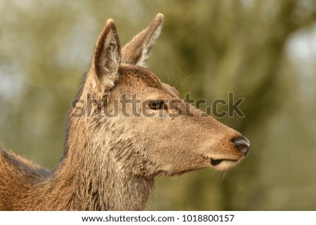 Female Deer portrait