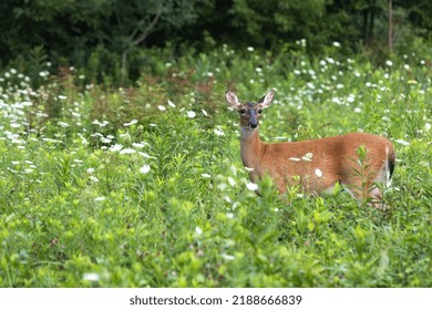 A Female Deer Stands Among A Grassy Field With White Queen Annes Lace Flowers In Cades Cove In Smoky Mountains National Park In Summer